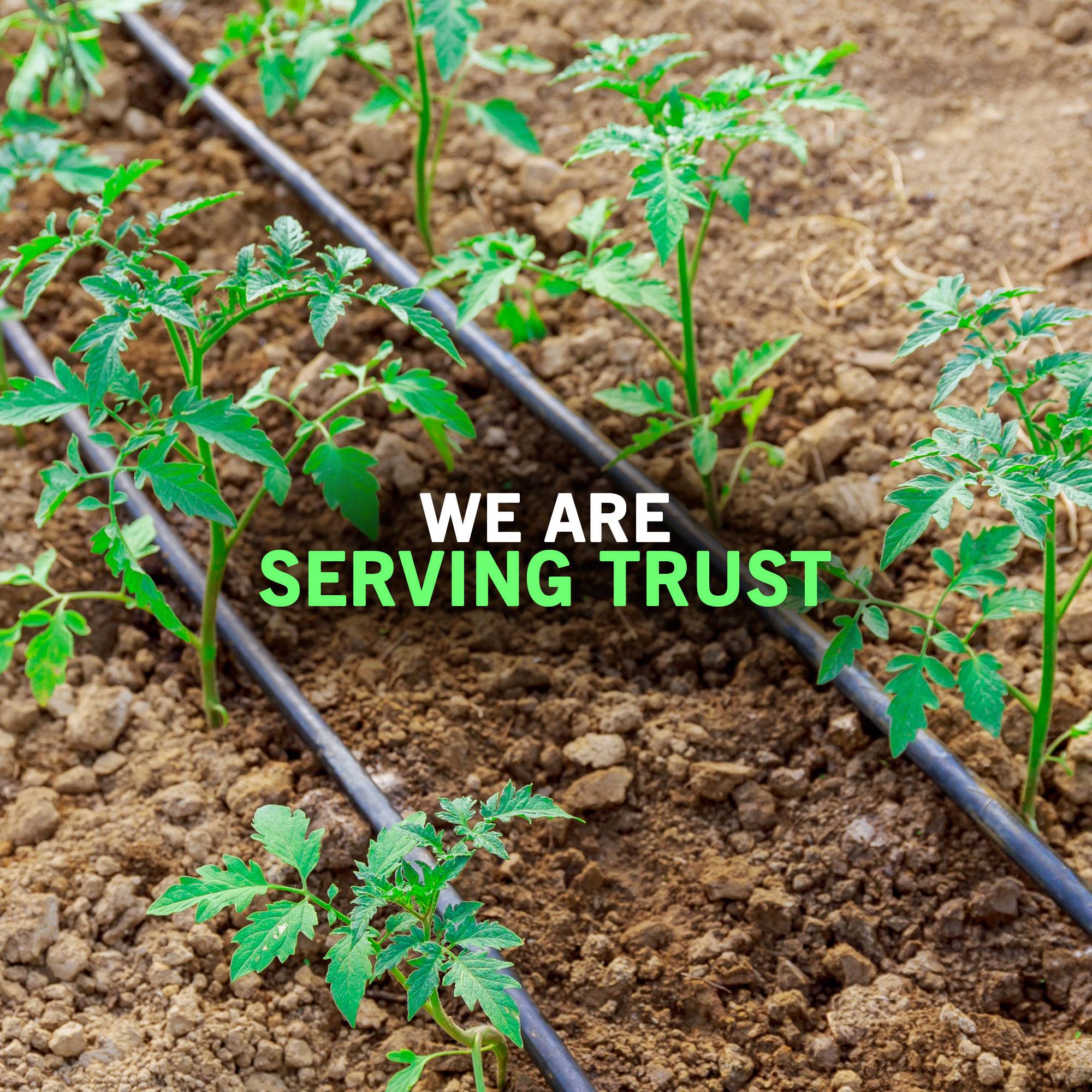 Drip Irrigation