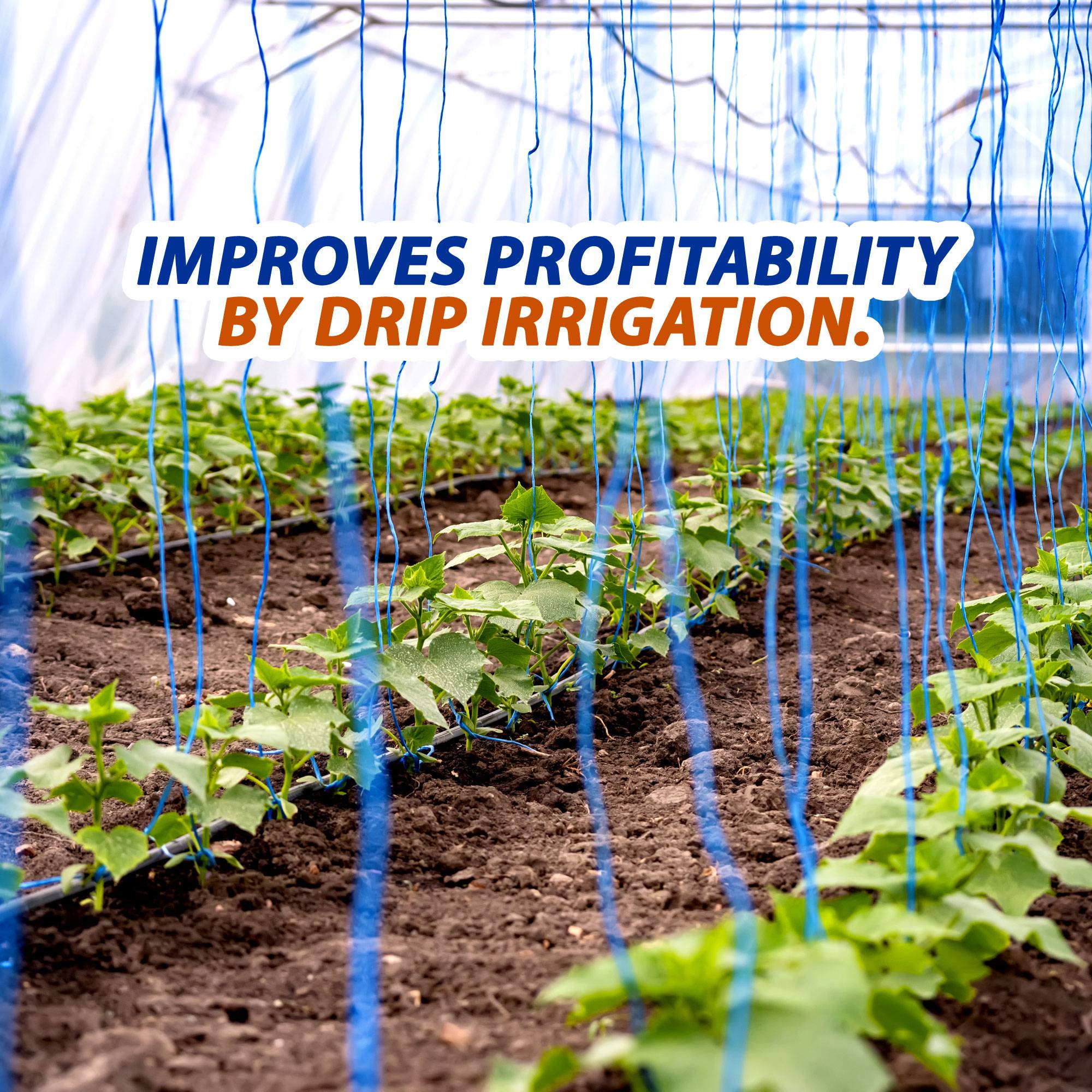 Drip Irrigation 3