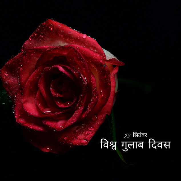 World rose day 2