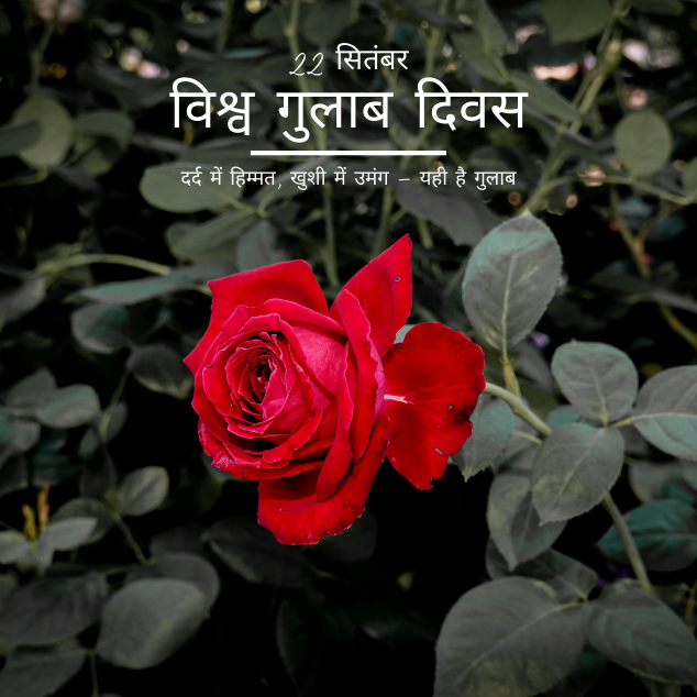 World rose day 4
